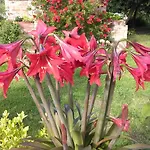 Dominus Domenico Farm stay