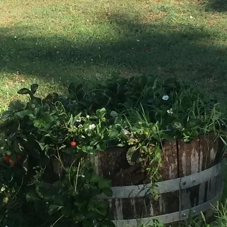 Farm stay Dominus Domenico